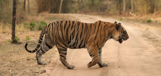 Tiger_looking_up_Ramki_Sreenivasan