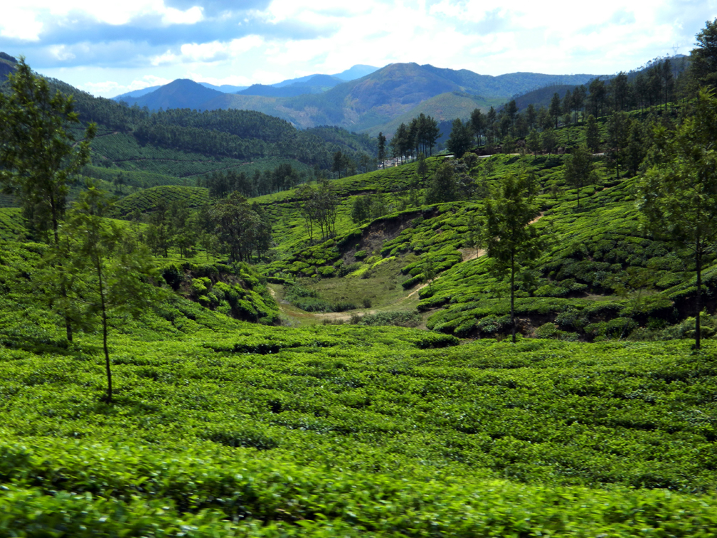 The vast green valley of tea gardens and the folds of mountains behind.